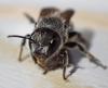 Osmia sp.